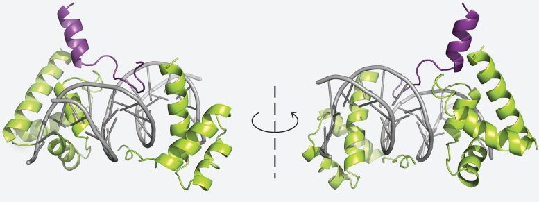 POUF23 Binds to DNA and OCA-T1