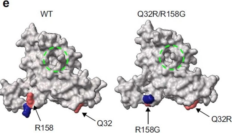 PROTEUS Improved Protein