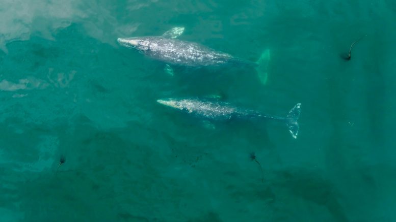 Pacific Coast Feeding Group Gray Whales