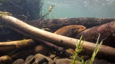 Two New Species of Lamprey Fish Discovered in California