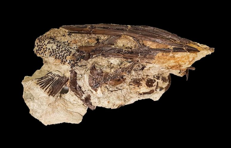 Paddlefish Fossil Tanis