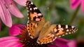 Painted Lady Butterfly Flower