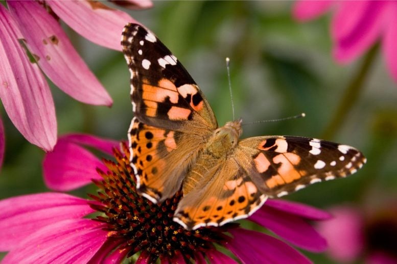 Painted Lady Butterfly Flower