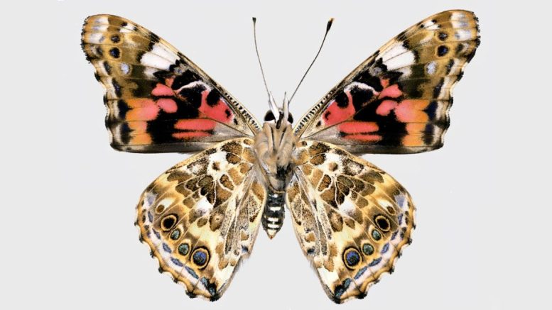 Painted Lady Butterfly Wings