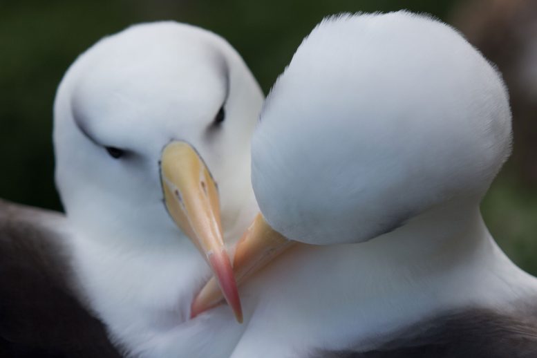 Pair of Black Browed Albatrosses