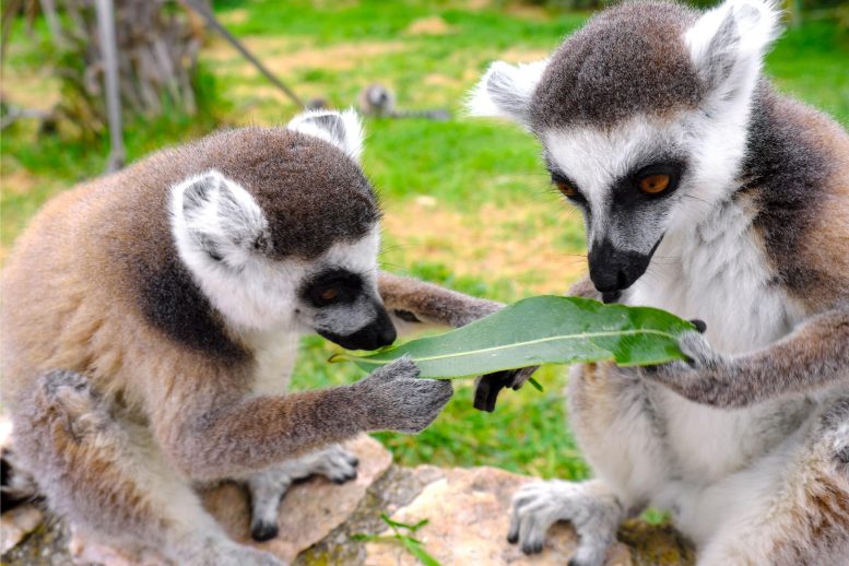 Pair of Lemurs
