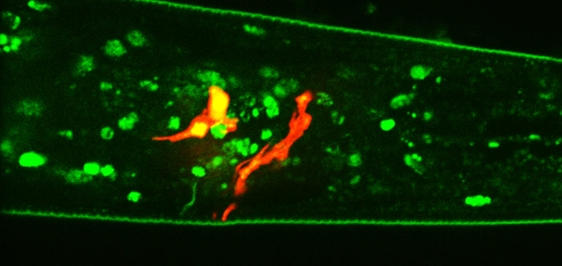 Pair of Neurons With the UPRER Pathway Activated Nematode