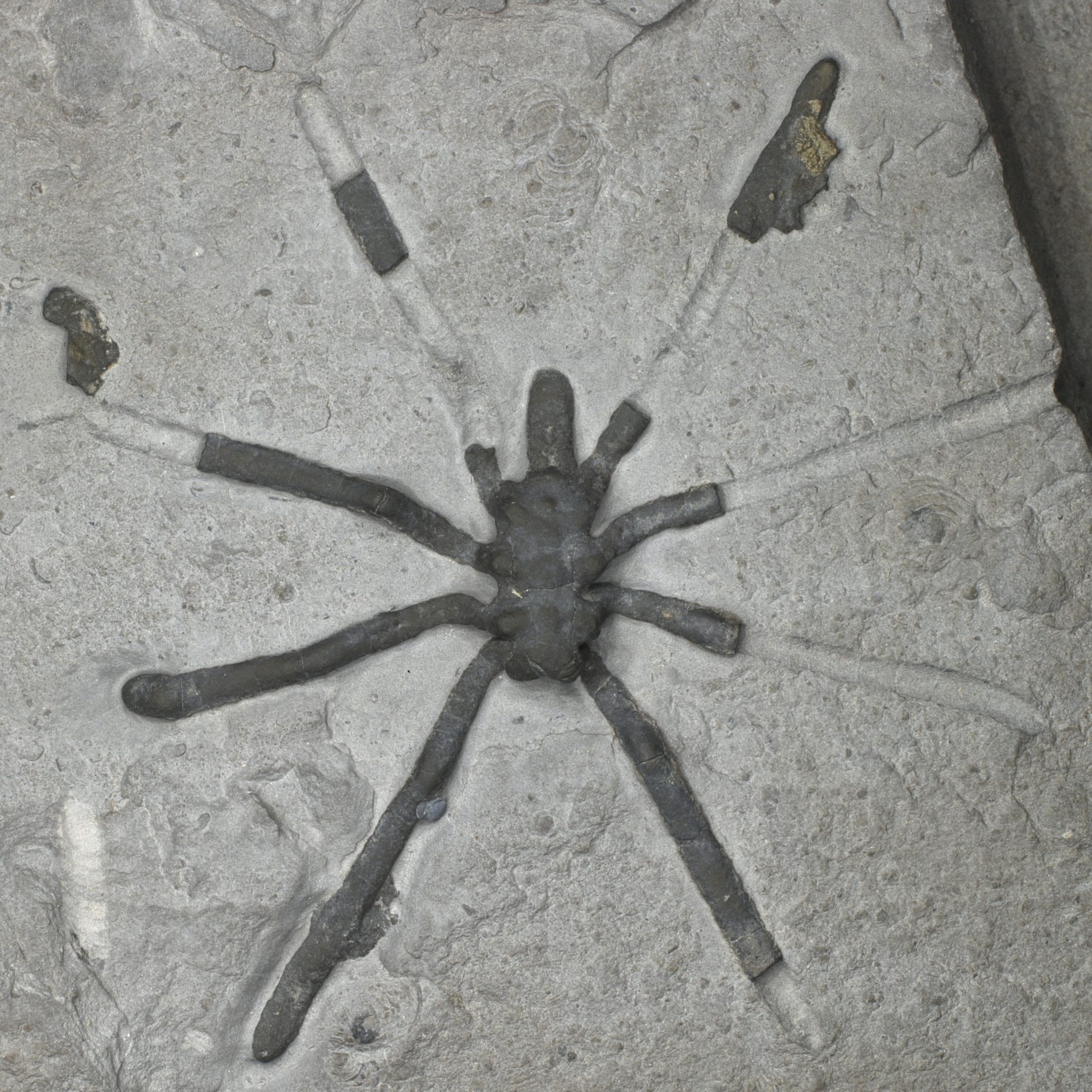 Los científicos encuentran una colección extremadamente rara de fósiles de arañas marinas de 160 millones de años estrechamente relacionados con especies vivas