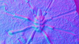 Palaeopycnogonides gracilis Blue and Pink