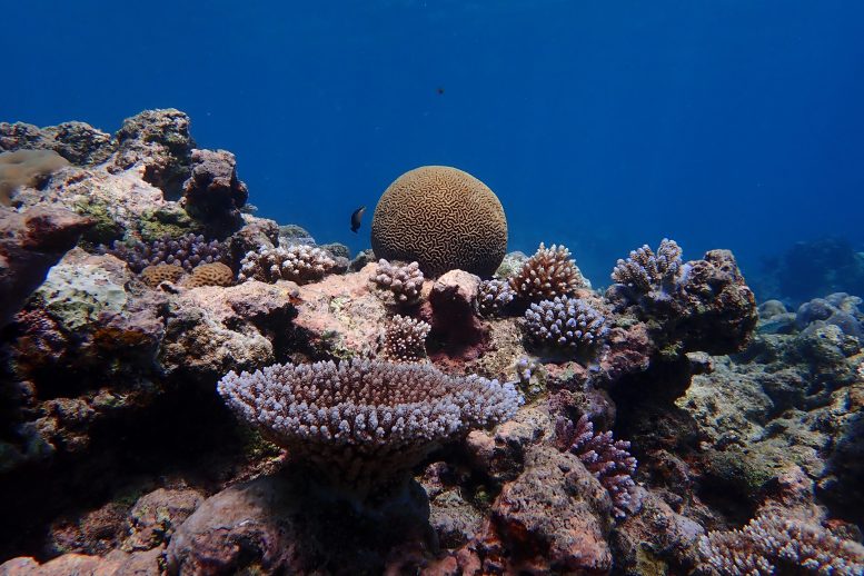 Recife de Coral de Palau