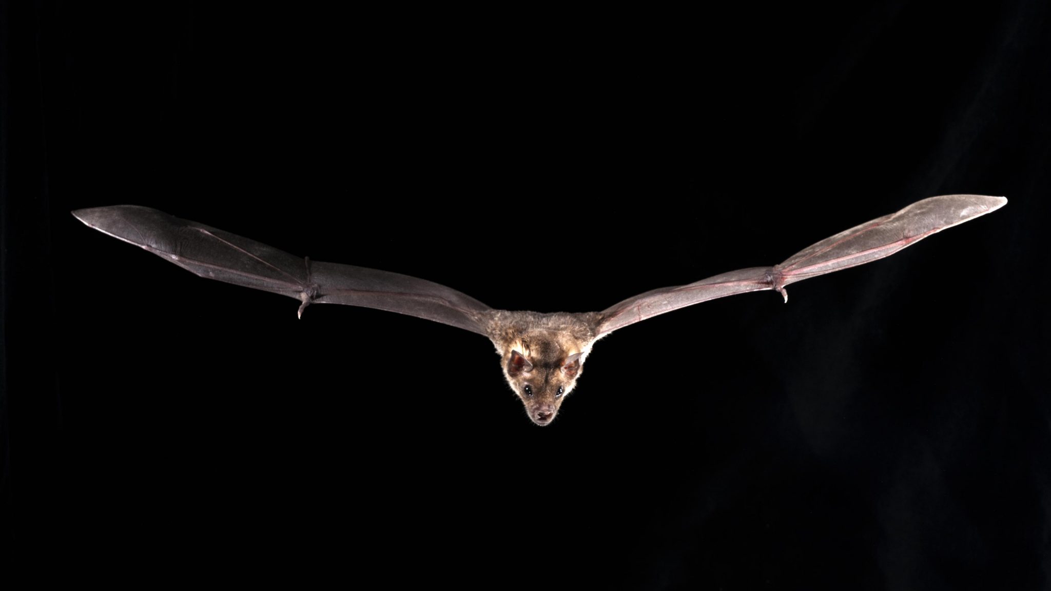 Raw Basis of Bats’ Unique Adaptations and Remarkable