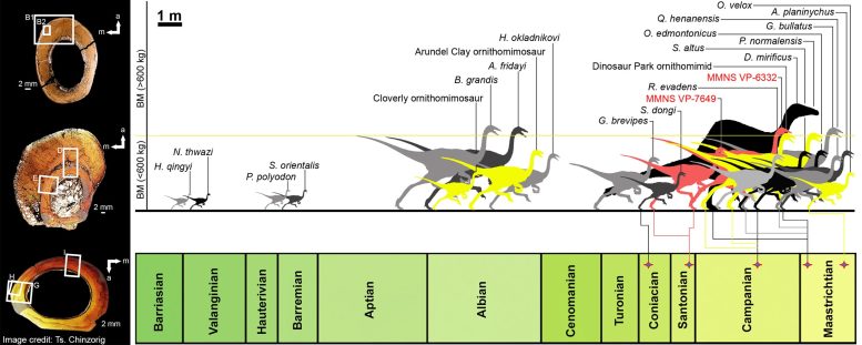 Paleohistological Transverse Sections Eutaw Ornithomimosaurs