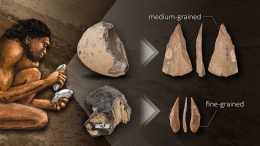 Paleolithic Humans Changed Their Choice of Raw Material To Suit Their Stone Tool Morphologies and Production Techniques Graphic