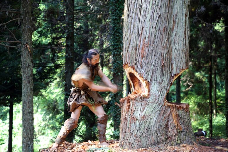 Paleolithic Tools on Cedar Tree