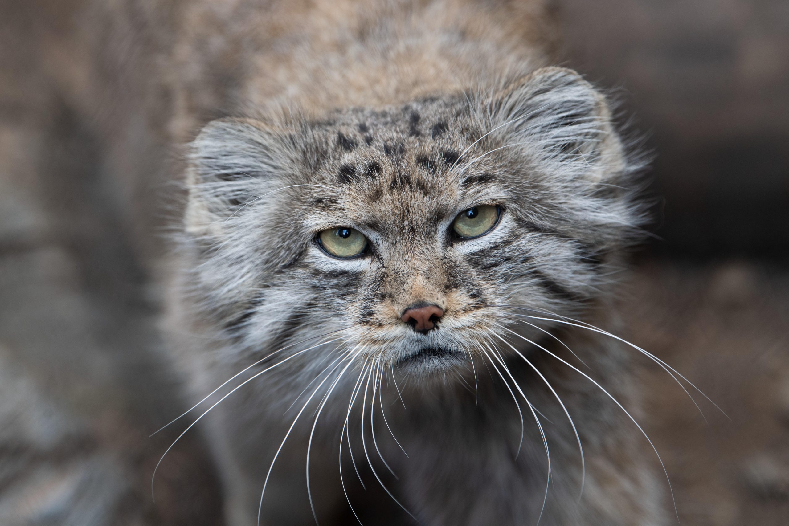Researchers Discover Cryptic Cat Species On Mount Everest