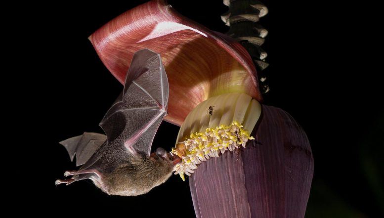 Pallas’s Long Tongued Bat (Glossophaga soricina)