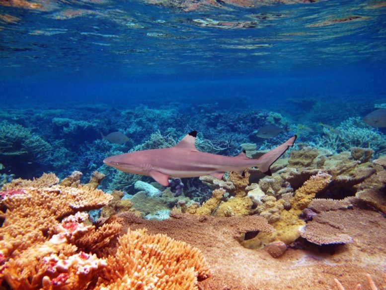 Palmyra Atoll Shark