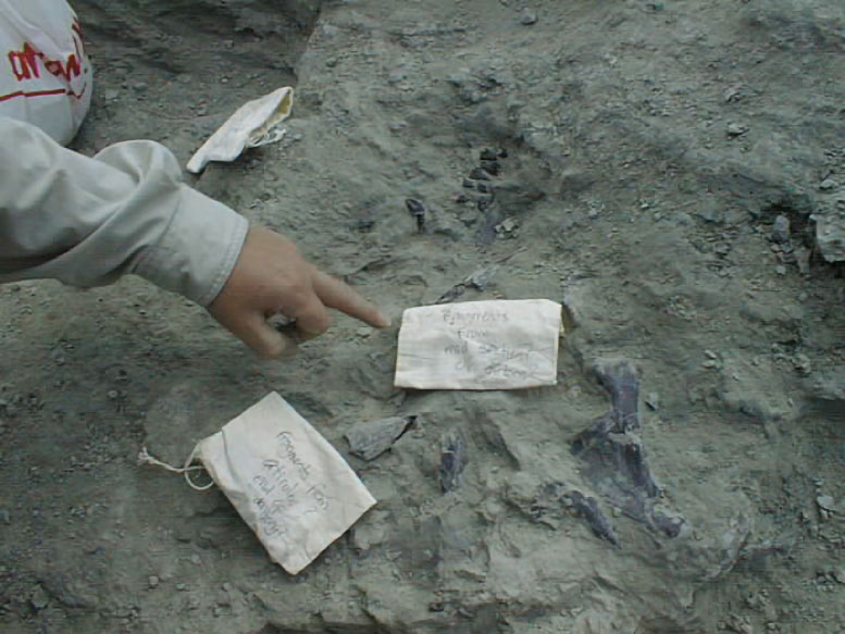 Paludohadros proudlovii Skull Bones