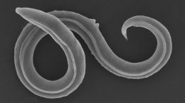 Panagrolaimus kolymaensis Roundworm