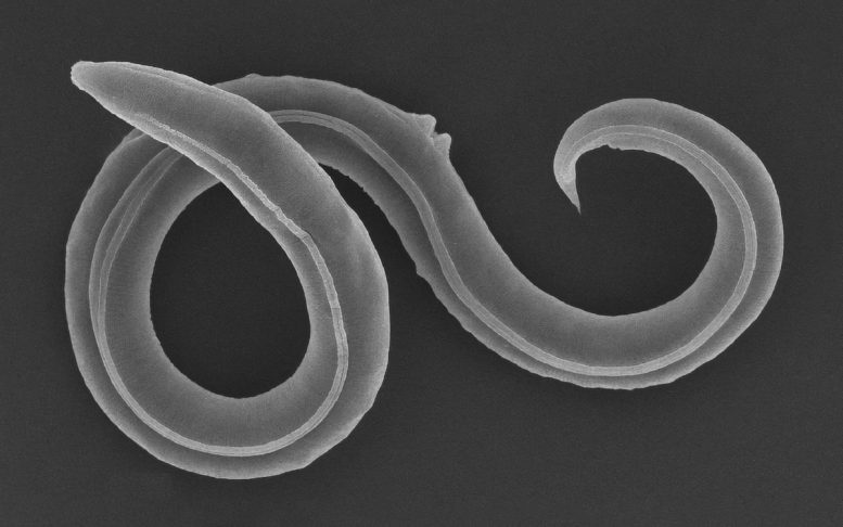Panagrolaimus kolymaensis Roundworm