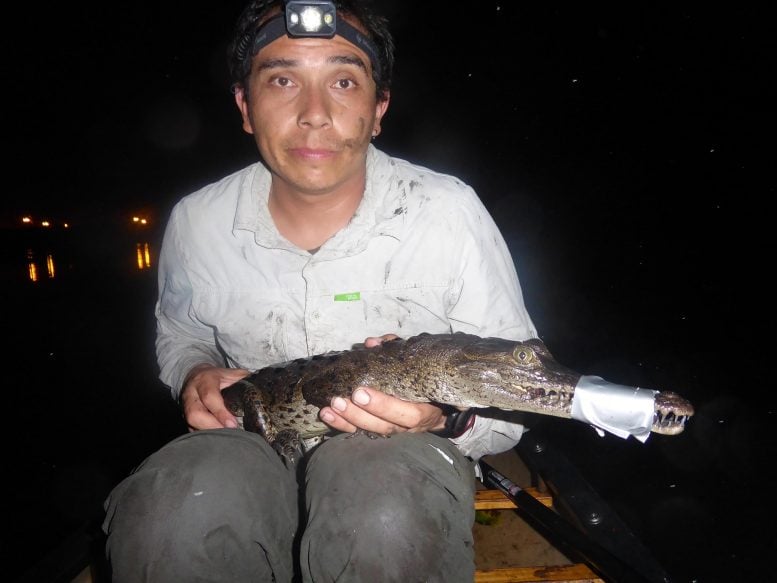 Panama Crocodile Researcher