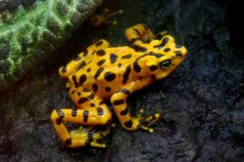Panamanian Golden Frog on Rock