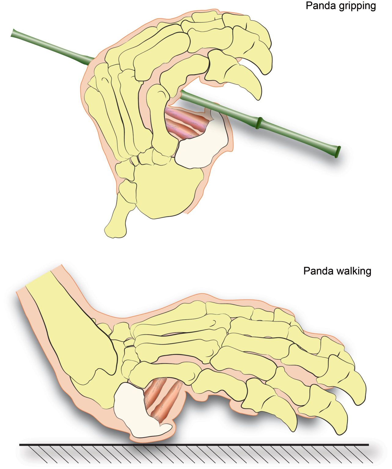 The Case of the False Thumb Giant Panda’s “Amazing” Feature Developed