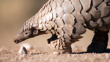 Photo of Youngest Pangolin