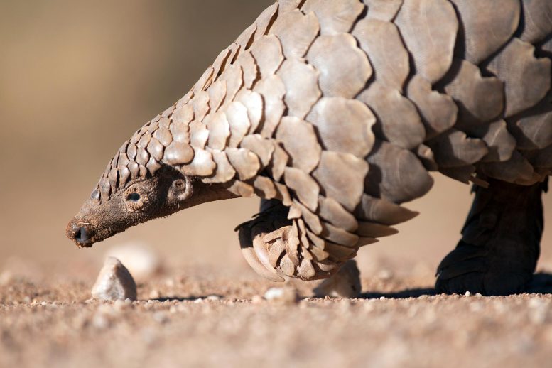 Pangolin Searching for Ants
