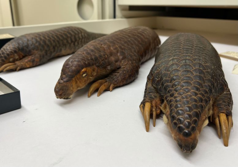 Pangolin Specimens Collected 50 Years Ago or More at the Field Museum in Chicago