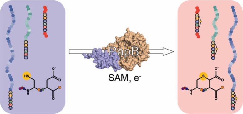 PapB Enzyme Graphic