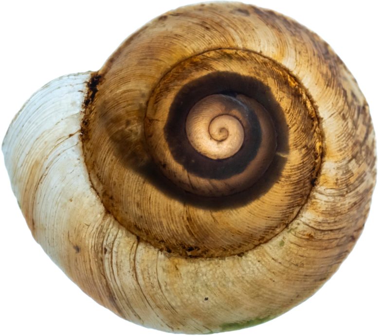 Papua New Guinea Snail Shell