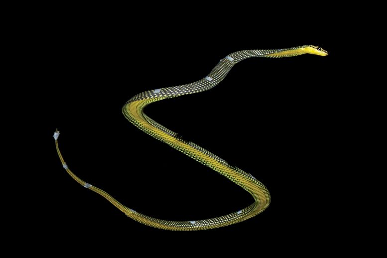Paradise Tree Snake Mid-Glide