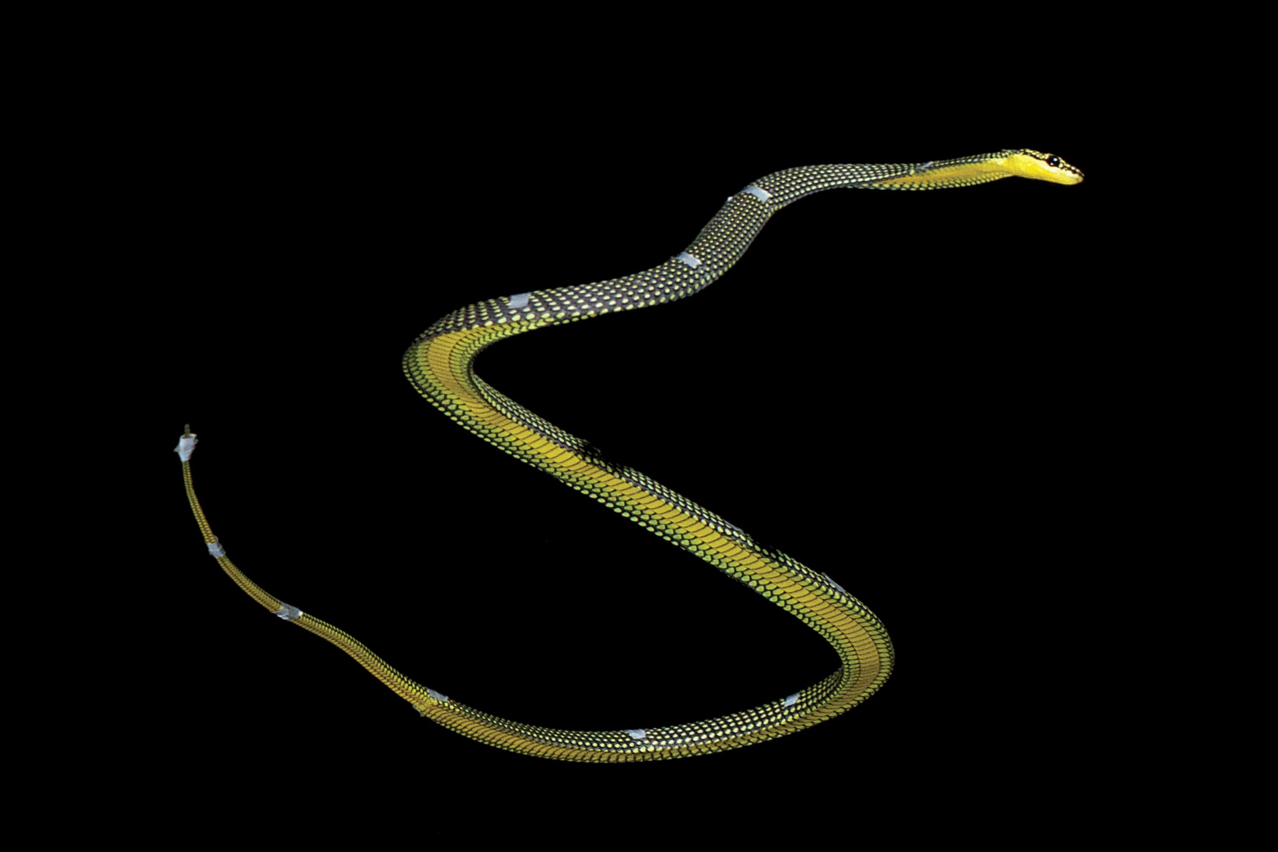 Mystery of How Flying Snakes Move Solved by 3D Modeling and Motion Capture