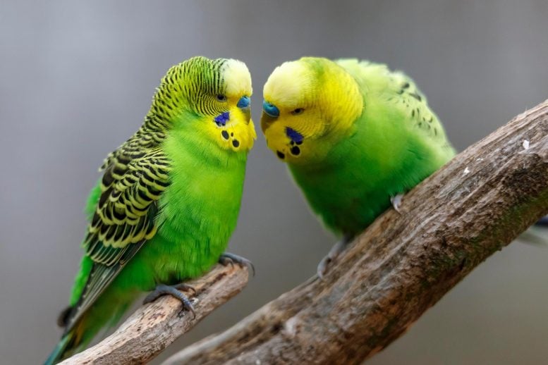Parakeets Reveal a Surprising Rule for Making Friends