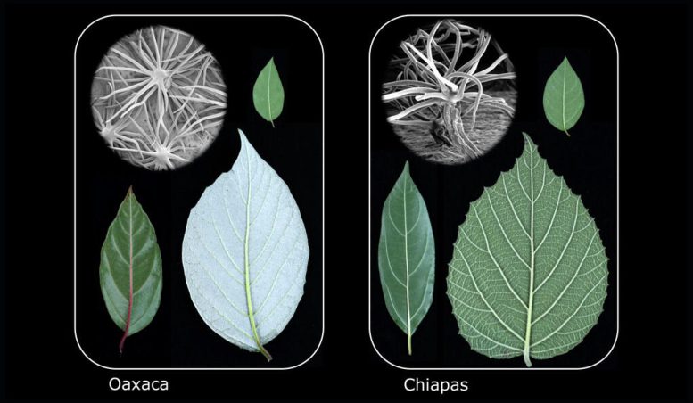 Parallel Evolution Leafs