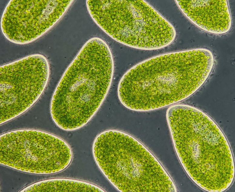 Paramecium bursaria