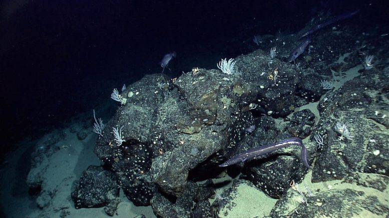 Paramount Seamount