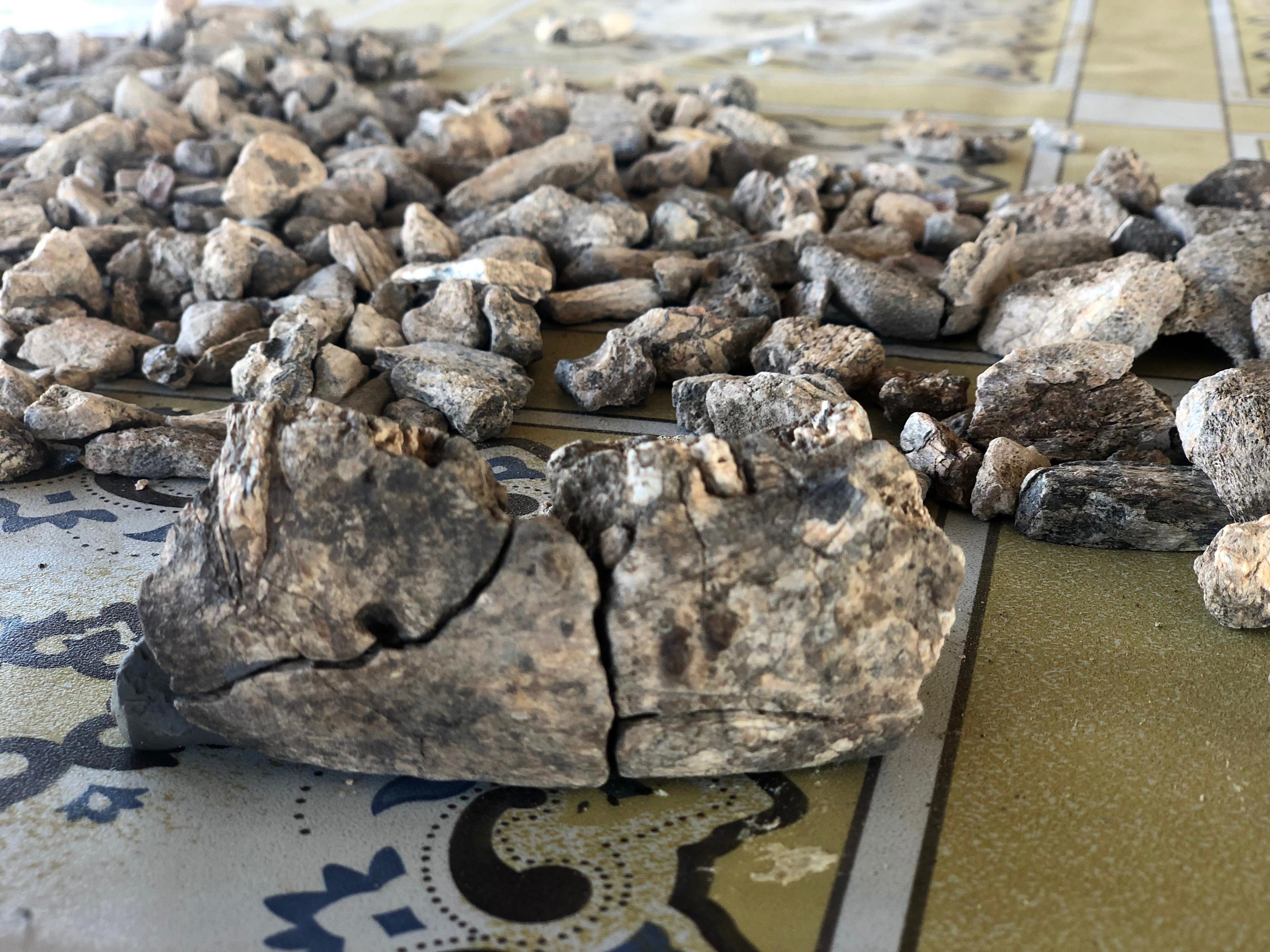 Paranthropus Mandible Assembled Fossil Fragments