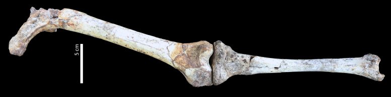 Paranthropus Thigh Bone