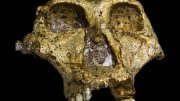 Paranthropus robustus Skull