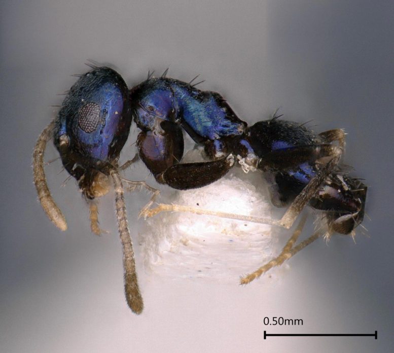 Paraparatrechina neela Ant