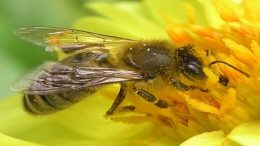 Parasitic Fly Could Be Responsible For Disappearing Honeybees