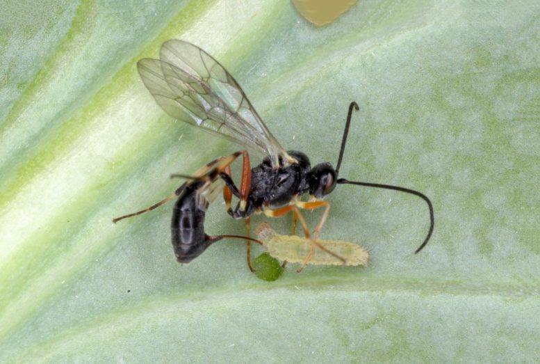 Parasitic Wasp Pest Caterpiller