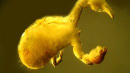 Parasitized Pseudoscorpion in Amber