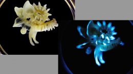 Parchment Tube Worm Bioluminescence