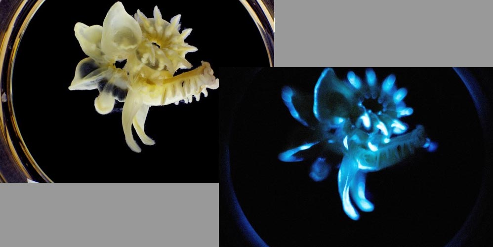 Scientists discover new bioluminescent sea worms