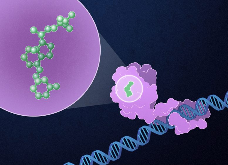 Paricalcitol Binds to the Vitamin D Receptor Within the Nucleus of the Target Cell