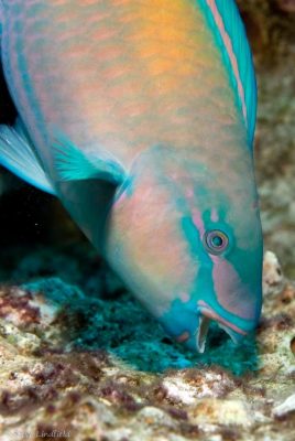 Parrotfish Eat Algae Damaged Reefs