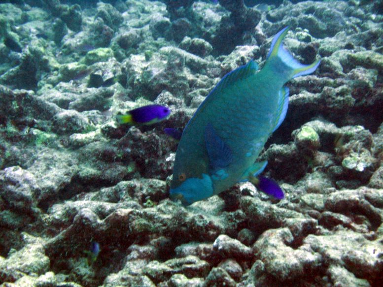 Parrotfish Feeding on Degraded Coral